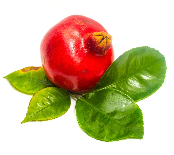 ザクロの赤と緑の葉の白い背景の分離 — ストック写真