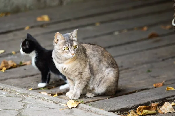 Gato Con Gatito Calle —  Fotos de Stock