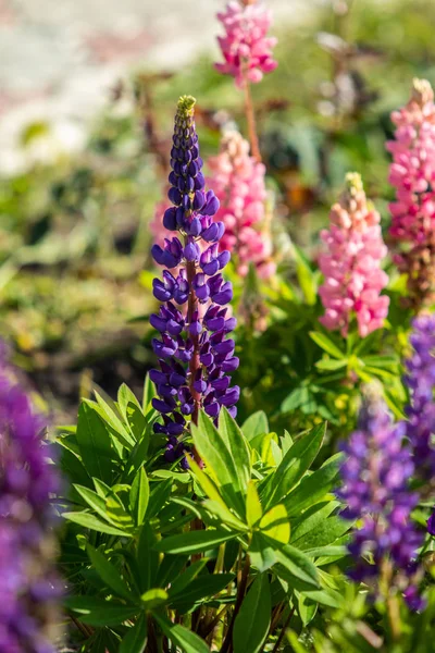 Lupinus Flores São Brilhantes Com Natureza Folhagem Verde — Fotografia de Stock