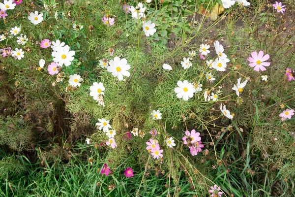 Cosmos Flores Naturaleza Primer Plano Paisaje —  Fotos de Stock