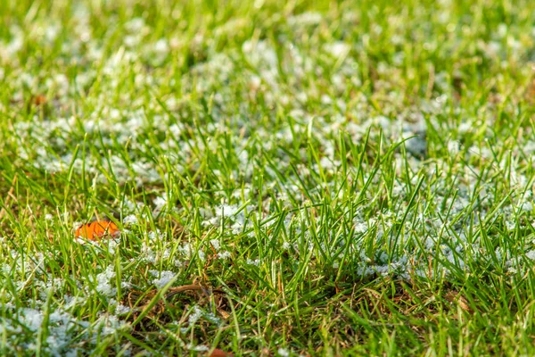 Grünes Gras Schnee Verschwommen Hintergrund Bokeh — Stockfoto