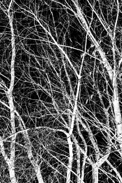 Branches Arbre Silhouette Blanche Sur Fond Noir — Photo