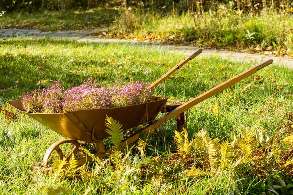 Wagen Mit Blumen Natur Herbst — Stockfoto