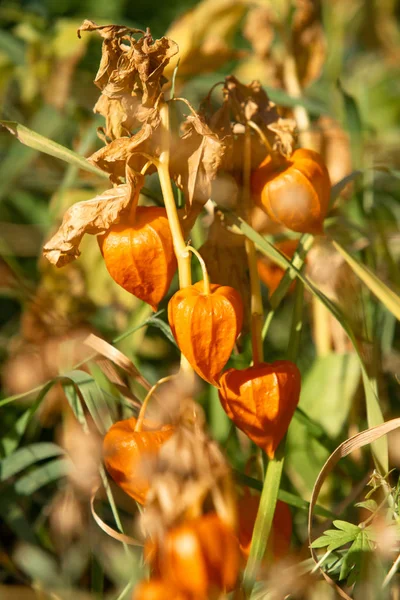 Herbst Physalis Physalis Pflanze Trockenen Feldgras Der Sonne — Stockfoto