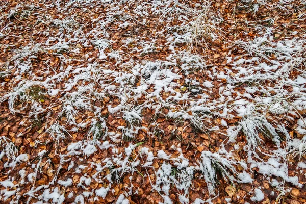 Autumn Leaves Grass Snow — Stock Photo, Image