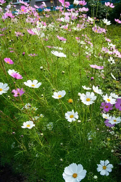 コスモスの花 自然のクローズ アップ風景 — ストック写真