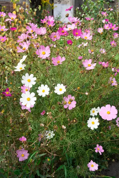 Cosmos Çiçekler Doğa Yakın Çekim Yatay — Stok fotoğraf