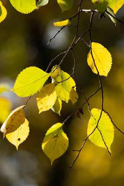 Желтые Зеленые Листья Осенью — стоковое фото