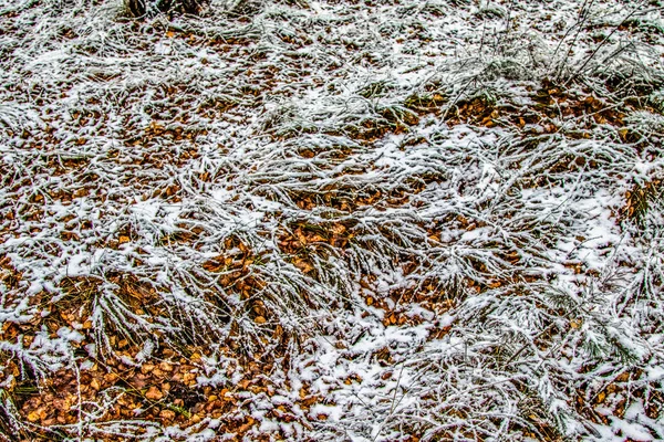 Otoño Deja Hierba Nieve —  Fotos de Stock