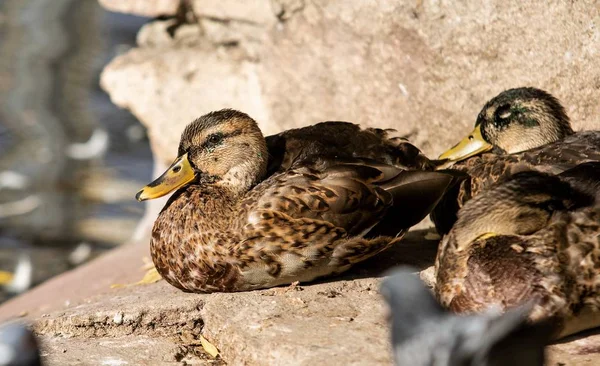 Dzika Kaczka Pobliżu Woda Natura — Zdjęcie stockowe