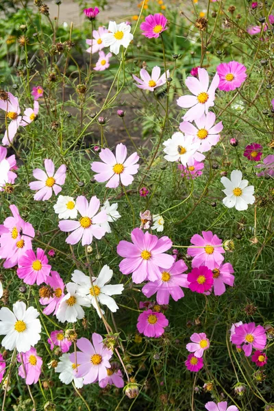 コスモスの花 自然のクローズ アップ風景 — ストック写真