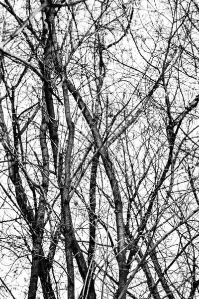 Arbre Branches Silhouette Sur Fond Blanc — Photo