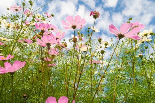 Kosmos Blumen Blick Von Unten Den Himmel — Stockfoto