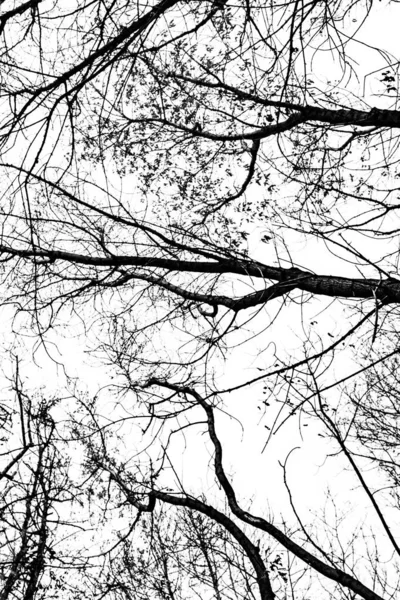 Silueta Ramas Árbol Sobre Fondo Blanco —  Fotos de Stock