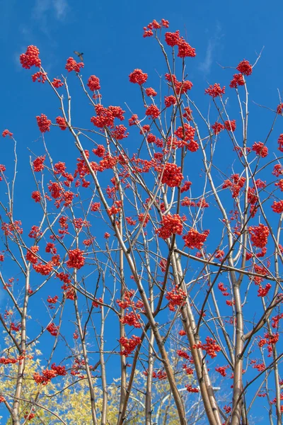 Autunno Albero Ashberry Colori Vivaci Della Natura — Foto Stock
