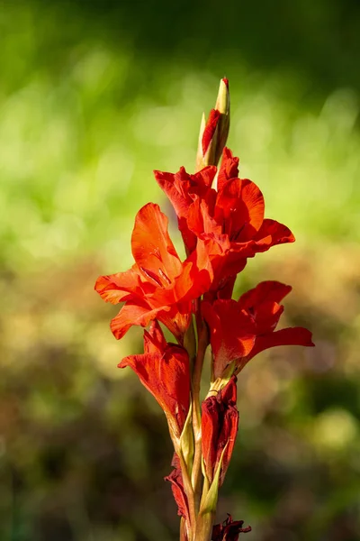 Jasny Jesień Krajobraz Natura Kwiaty — Zdjęcie stockowe