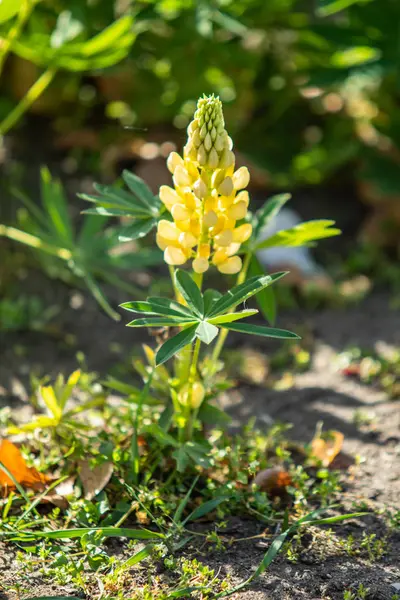 ルピナスの花が緑の葉自然と明るい — ストック写真