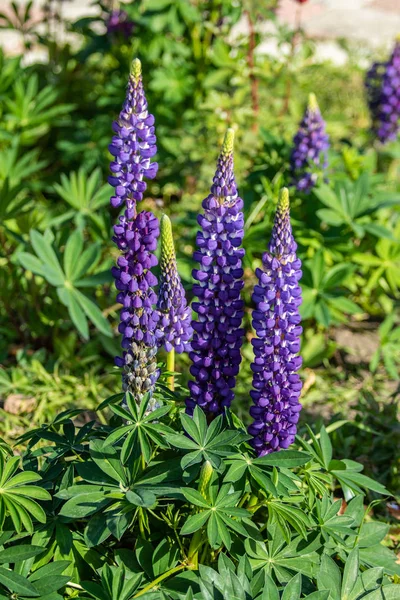 Lupinus Blommor Ljusa Med Grönt Bladverk Naturen — Stockfoto