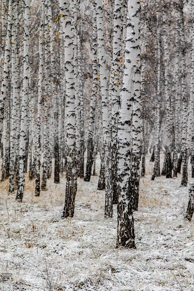 Vintern Som Första Snön Björk Skogslandskapet — Stockfoto