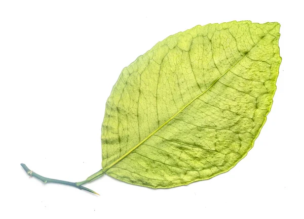 Foglia Verde Sfondo Bianco — Foto Stock