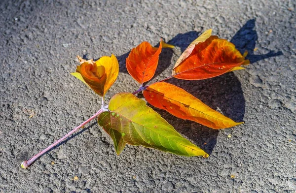 Herfstbladeren Asfalt Val — Stockfoto