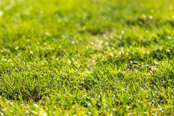 Grünes Gras Verschwommen Bokeh Hintergrund — Stockfoto