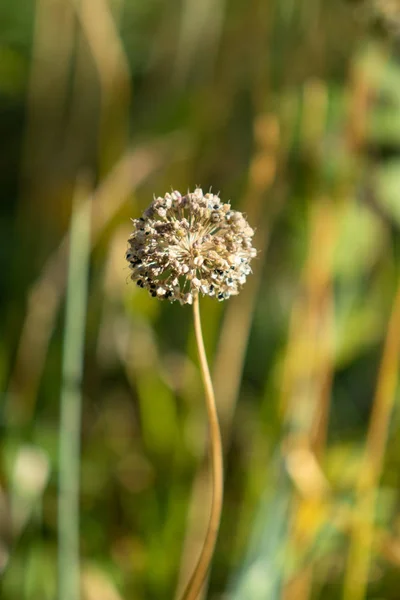 Dry Garlic Flower Head Nature — Stock Photo, Image