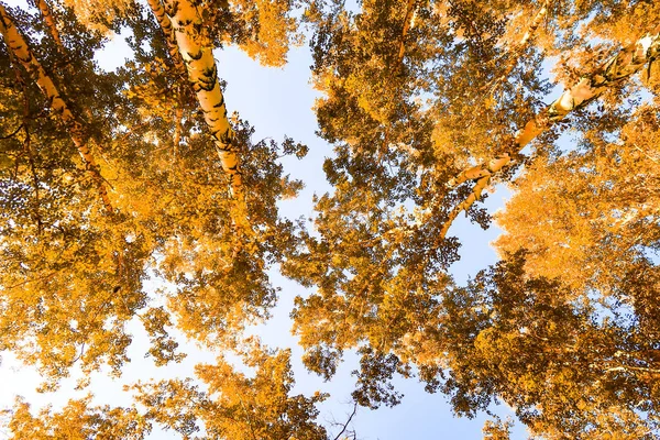 Yellow Birch Leaves Sky Autumn Background — Stock Photo, Image
