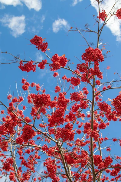 Autumn Tree Ashberry Bright Colors Nature — Stock Photo, Image