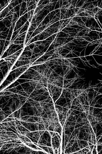 Branches Arbre Silhouette Blanche Sur Fond Noir — Photo