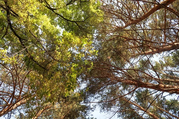 Vista Del Bosque Pinos Desde Fondo Hasta Cielo — Foto de Stock