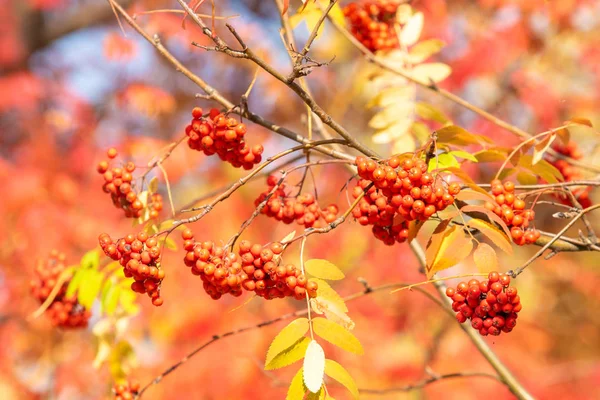 Automne Arbre Ashberry Couleurs Vives Nature — Photo