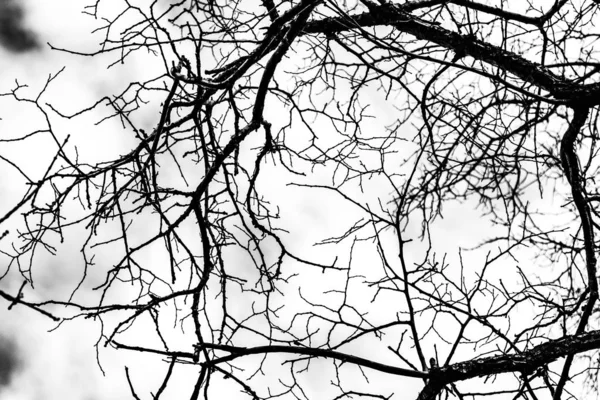 Arbre Branches Silhouette Sur Fond Blanc — Photo