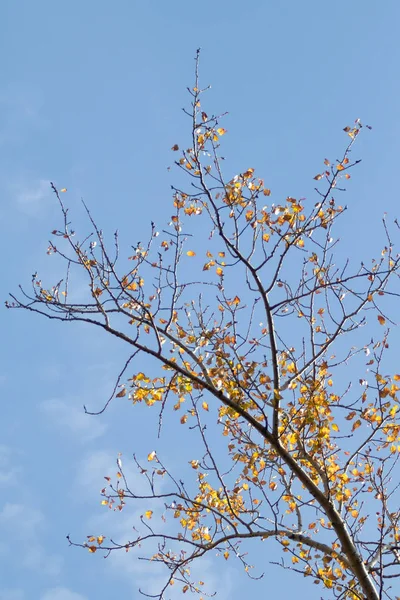 Gelber Birkenwald Spätherbstliche Naturlandschaft — Stockfoto