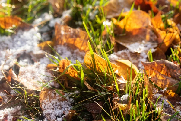 Foglie Gialle Erba Verde Neve — Foto Stock