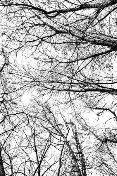 Arbre Branches Silhouette Sur Fond Blanc — Photo