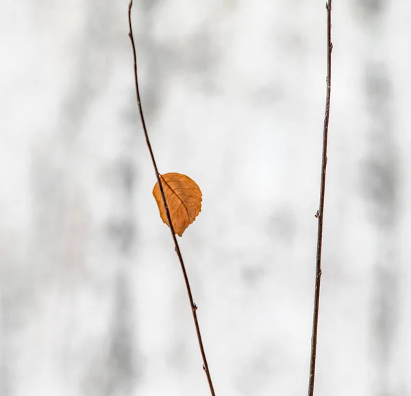 雪の冬の風景の下から黄色い草 — ストック写真