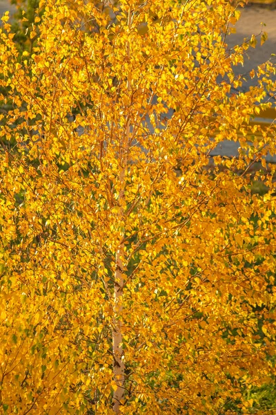 Осенние Жёлтые Листья Деревьях — стоковое фото