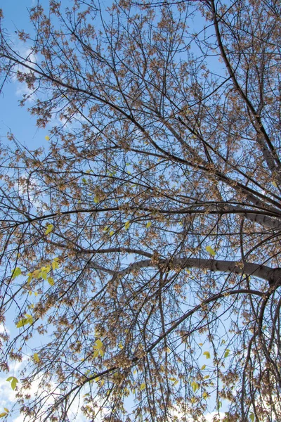 Herfst Boomstructuurweergave Takken Naar Hemel — Stockfoto