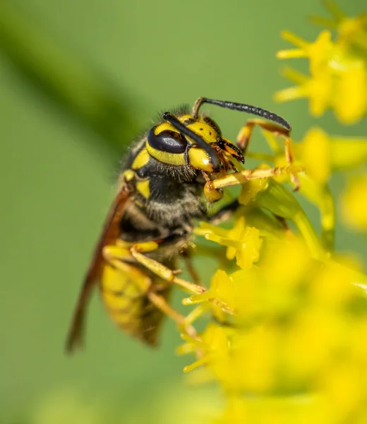 Wasp Close Een Gele Bloem Intreepupil — Stockfoto
