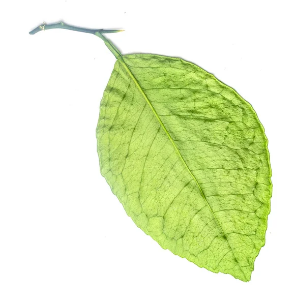 Зеленый Лист Белом Фоне — стоковое фото