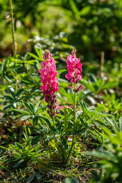 Lupinus Flores São Brilhantes Com Natureza Folhagem Verde — Fotografia de Stock