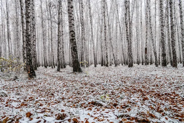 sonbahar manzara bir huş ormandaki ilk kar
