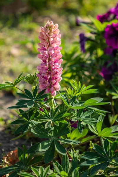 ルピナスの花が緑の葉自然と明るい — ストック写真