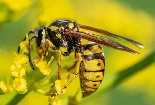 Wasp Close Een Gele Bloem Intreepupil — Stockfoto