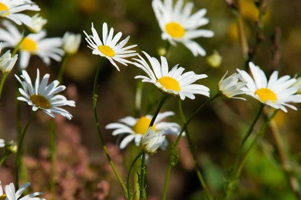 カモミールの花フィールド風景 — ストック写真