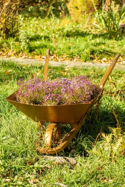 Chariot Avec Fleurs Nature Automne — Photo