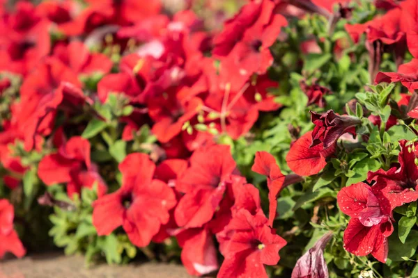 Caléndulas Flores Pequeñas Muchas — Foto de Stock