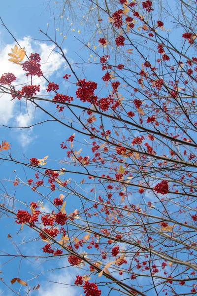 Autumn Tree Ashberry Bright Colors Nature — Stock Photo, Image