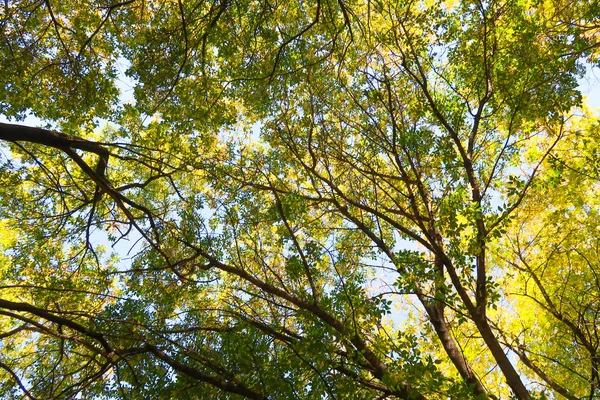 Bladeren Van Bomen Weergave Van Onderen Hemel Herfst Landschap — Stockfoto